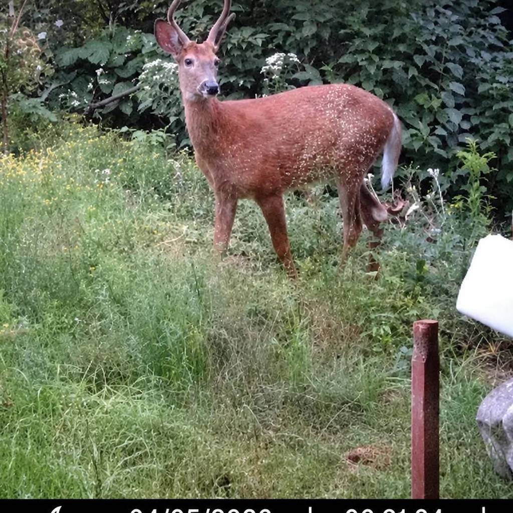 WLAN-Wildkamera 32 MP – Full HD, Bilder aufs Handy ohne Monatsgebühr