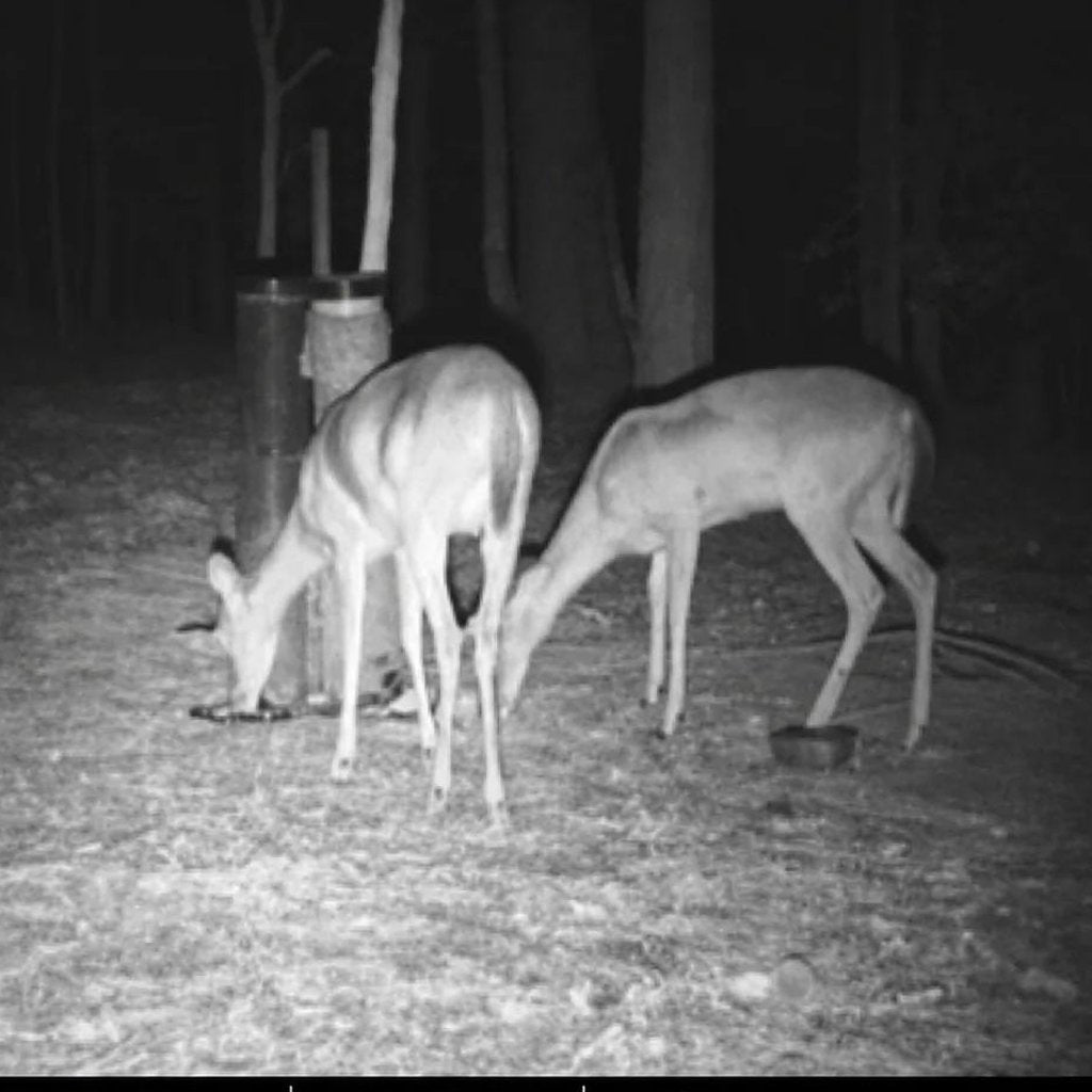 WLAN-Wildkamera 32 MP – Full HD, Bilder aufs Handy ohne Monatsgebühr
