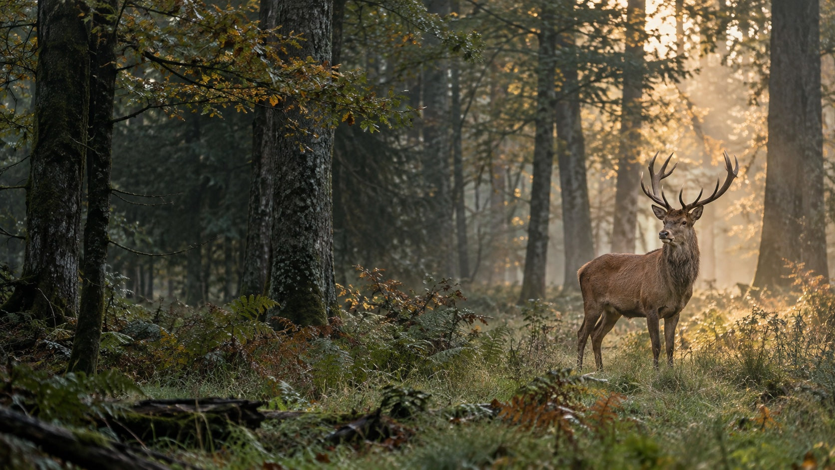 Rothirsch im Morgenlicht im Wald